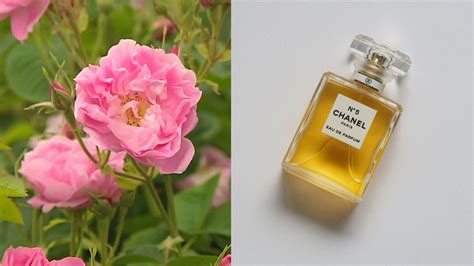 chanel n 5 differenza|Chanel no 5 ingredients.